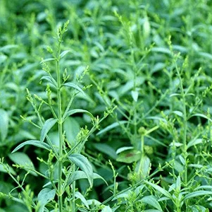 herbal-spices livestock